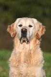 GOLDEN RETRIEVER 1062